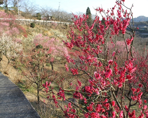 紅の八重にピンクの八重